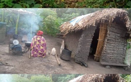 Incursion d'animaux sauvages en Ituri : les champs des déplacés de Chini ya Kilima dévastés