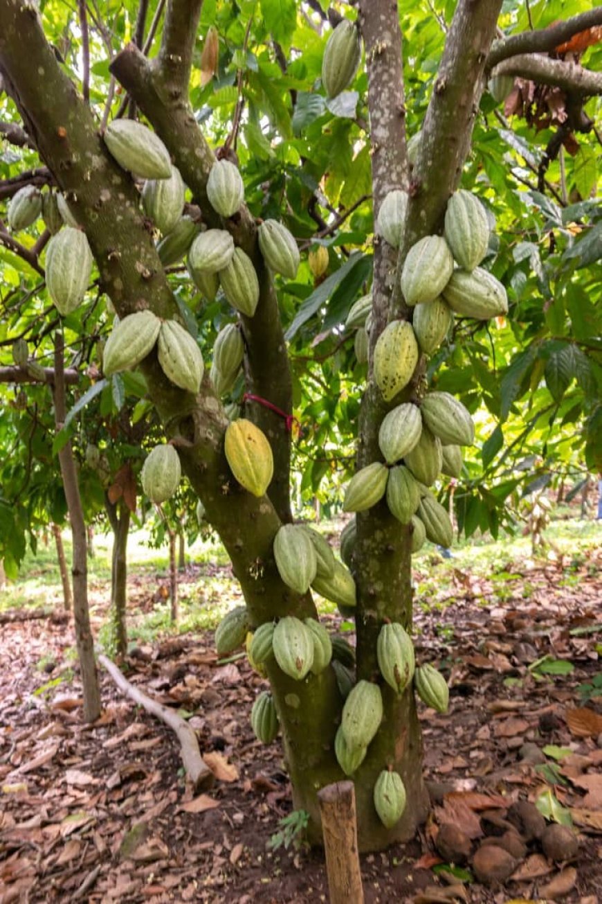 La grande saison de récolte de cacao en Ituri: L'administrateur militaire appelé à réglementer l'achat