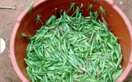 Nord-Kivu : incinération des sauterelles nocives pour la santé à Nobili