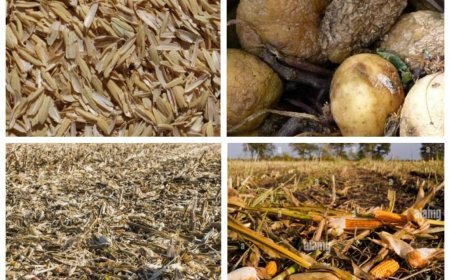 Nord-Kivu : la gestion des déchets agricoles, un défi de taille à Beni