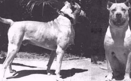 RDC : Kinshasa renforce la réglementation sur les chiens de race après une nouvelle tragédie