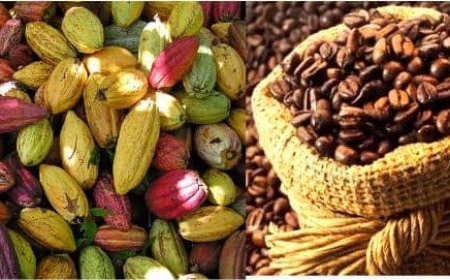 La RDC mise sur l'investissement dans la filière café-cacao