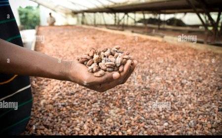 Insolvabilité d'Esco-Kivu : Les agriculteurs de Cacao en Ituri menacent de faire grève