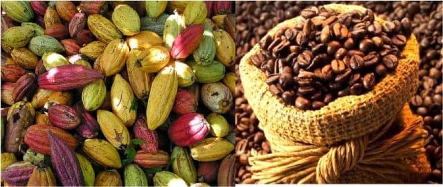 La RDC mise sur l'investissement dans la filière café-cacao