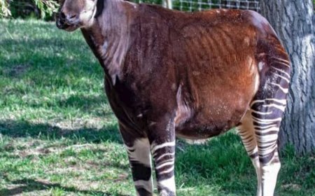 Un Okapi de plus dans la RFO : une capture saluée par l'ASBL Journalistes Amis de la Nature