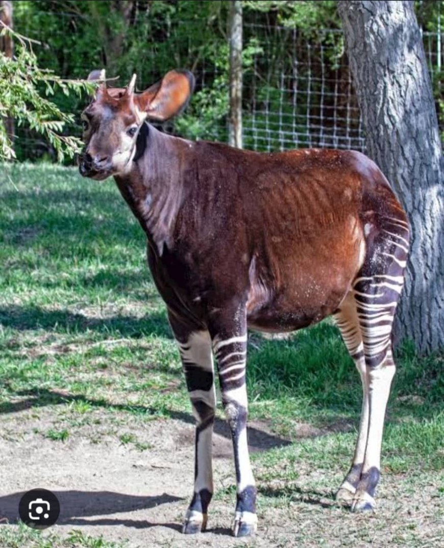 Un Okapi de plus dans la RFO : une capture saluée par l'ASBL Journalistes Amis de la Nature