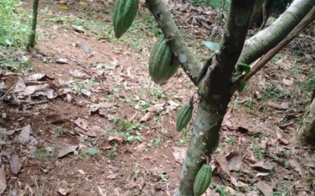 Ituri : La Nouvelle Société Civile de Mambasa Alerte sur une Vague de Vols de Cacao à Mingazi