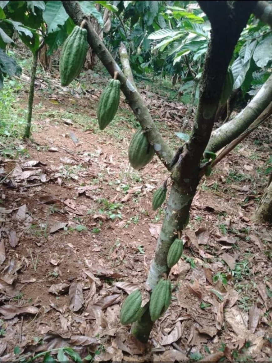 Ituri : La Nouvelle Société Civile de Mambasa Alerte sur une Vague de Vols de Cacao à Mingazi