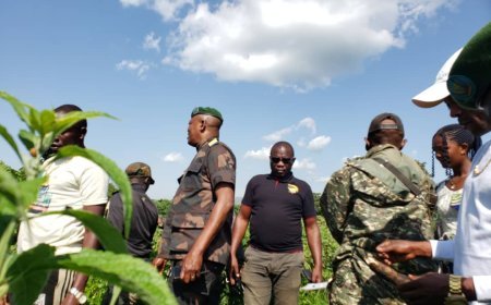 Pacification en Ituri: les miliciens cultivent la paix