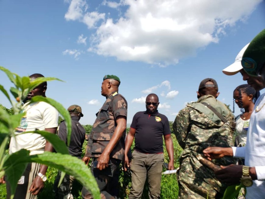 Pacification en Ituri: les miliciens cultivent la paix
