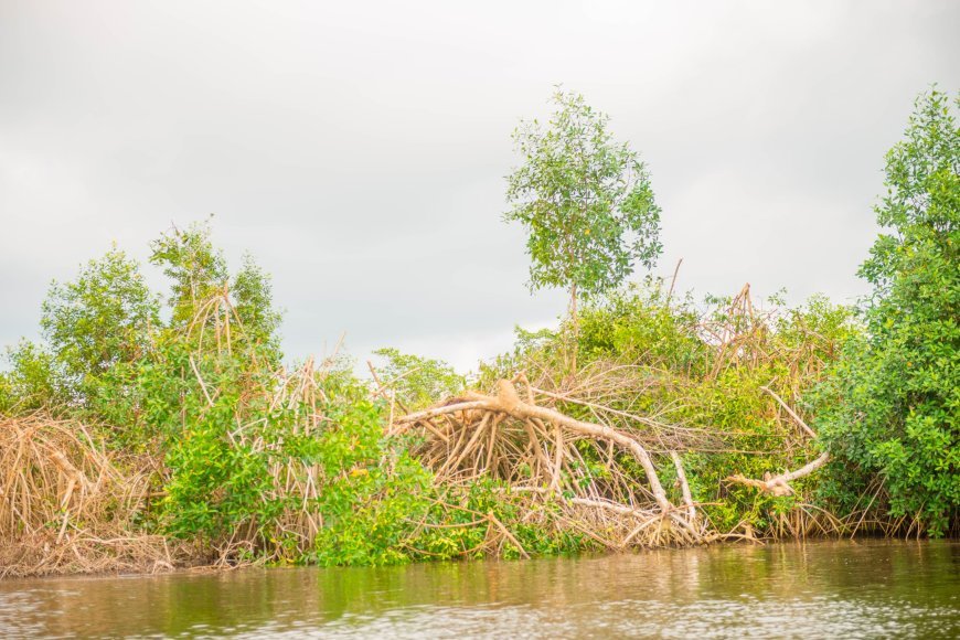 RDC : Le Fonds Forestier National s’engage à restaurer le Parc marin des mangroves