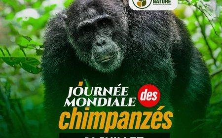 Journée mondiale : les chimpanzés à l’honneur le 14 juillet