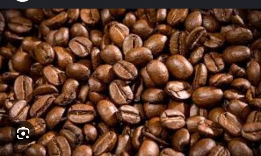 Sud-Kivu : Les caféiculteurs de Buzi préfèrent vendre aux acheteurs ambulants qu’aux coopératives
