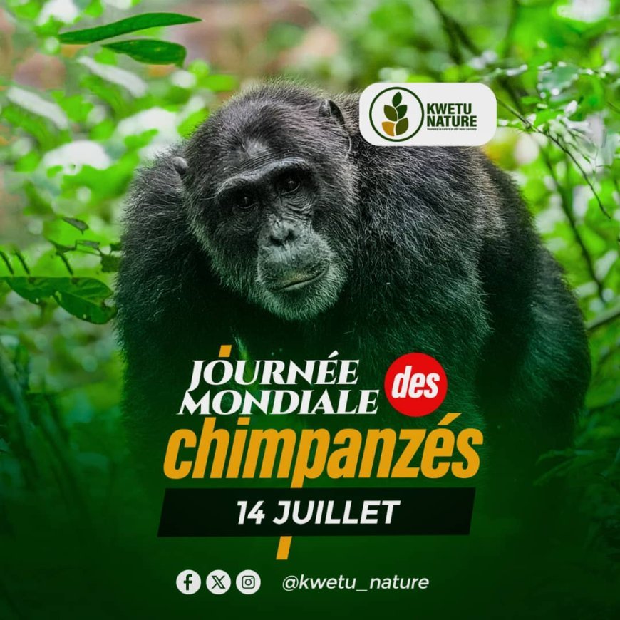 Journée mondiale : les chimpanzés à l’honneur le 14 juillet