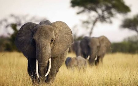 Tanganyika : Une femme tuée par un éléphant en divagation à Ankoro, les habitants appellent à l’aide