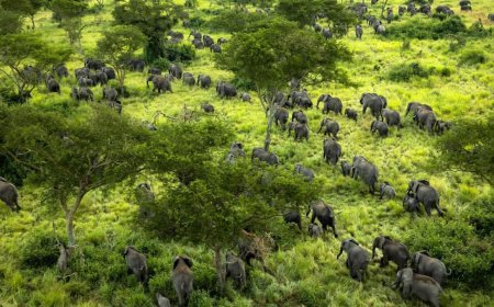 Nord-Kivu : les communautés riveraines appelées à soutenir la conservation du Parc national des Virunga
