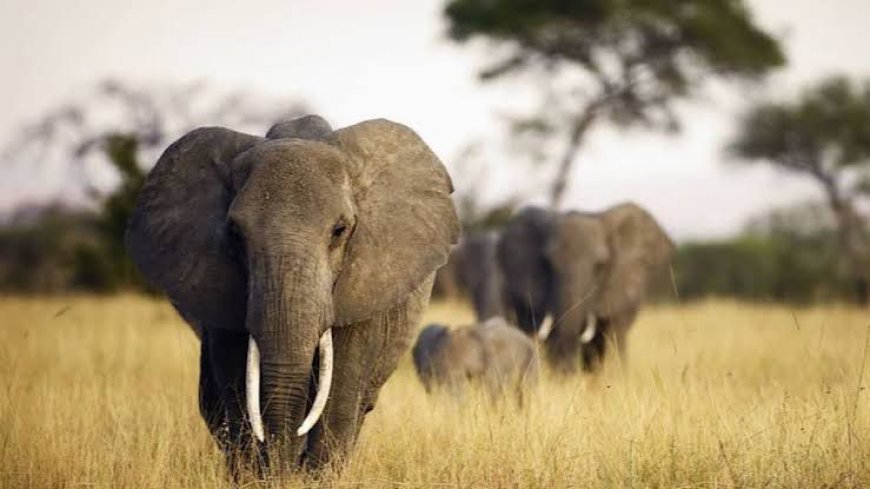 Tanganyika : Une femme tuée par un éléphant en divagation à Ankoro, les habitants appellent à l’aide