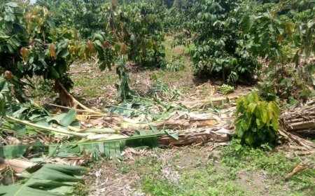 Nord-Kivu : les pluies détruisent les cultures et menacent la sécurité alimentaire à Nyiragongo