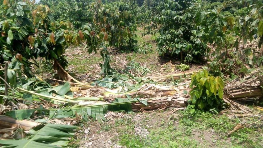 Nord-Kivu : les pluies détruisent les cultures et menacent la sécurité alimentaire à Nyiragongo