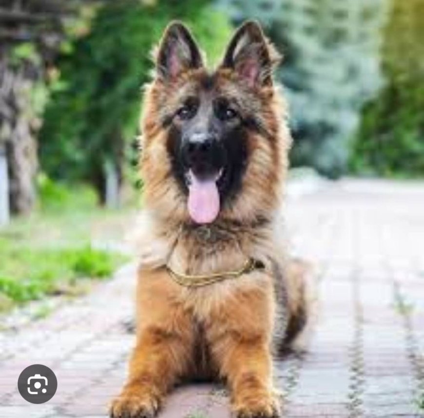 Beni : La CRDH alerte sur la présence de chiens errants non vaccinés dans le secteur de Rwenzori