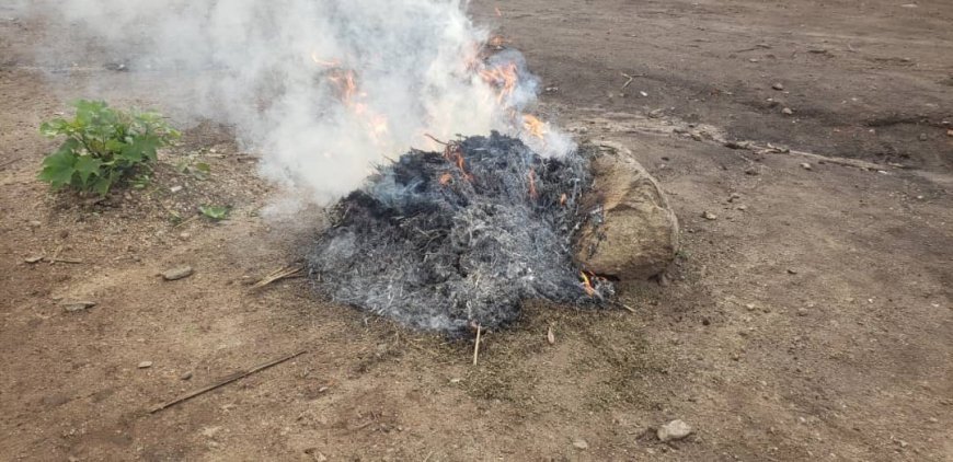 Kasindi : La Police arrête un criminel et incinère un lot de chanvre