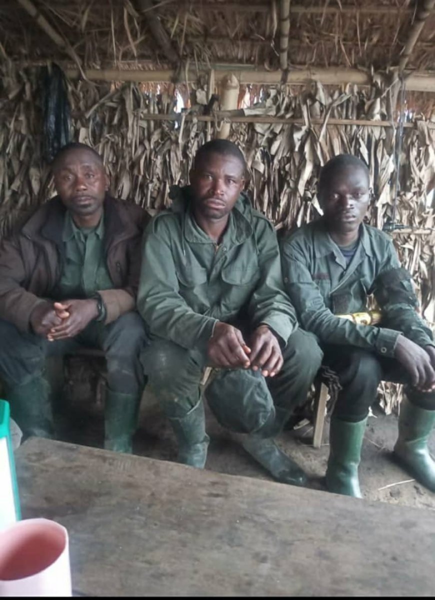 Sud-Kivu: Épuisés par la misère, 3 combattants de la Coalition RDF-M23/RDF, avec leurs munitions se rendent aux FARDC