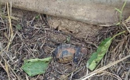 Nord-Kivu : Nouvelle découverte d’explosifs à Mutwanga