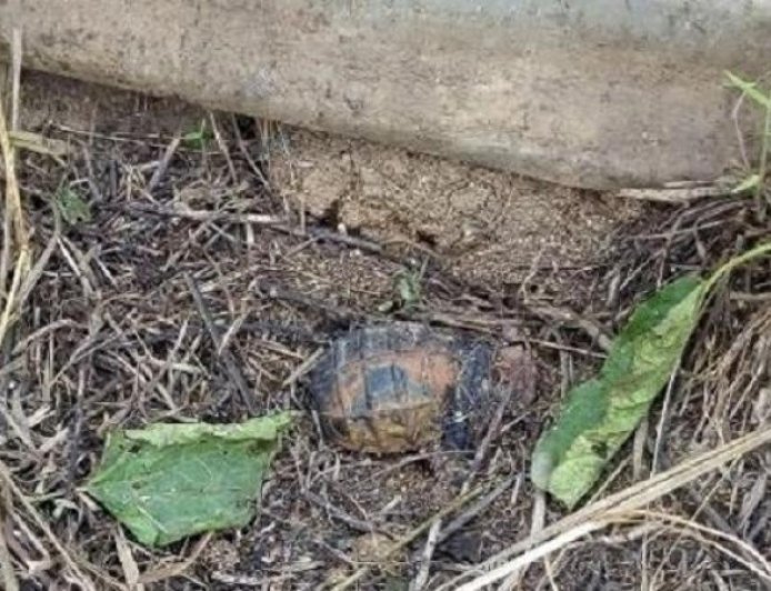 Nord-Kivu : Nouvelle découverte d’explosifs à Mutwanga