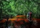 Protection de la biodiversité : l’APEM dresse un bilan positif de sa lutte contre la criminalité environnementale au Sud-Kivu