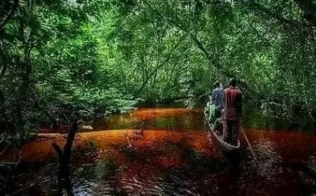 Protection de la biodiversité : l’APEM dresse un bilan positif de sa lutte contre la criminalité environnementale au Sud-Kivu