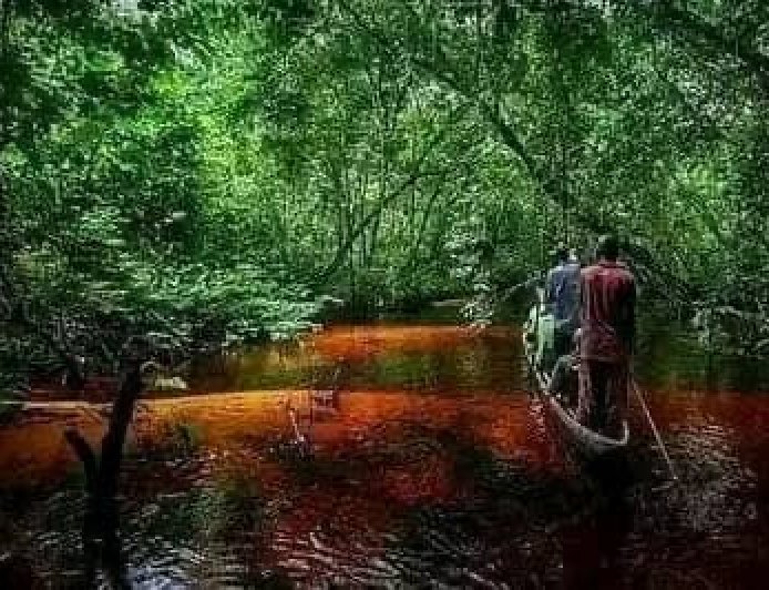 Protection de la biodiversité : l’APEM dresse un bilan positif de sa lutte contre la criminalité environnementale au Sud-Kivu