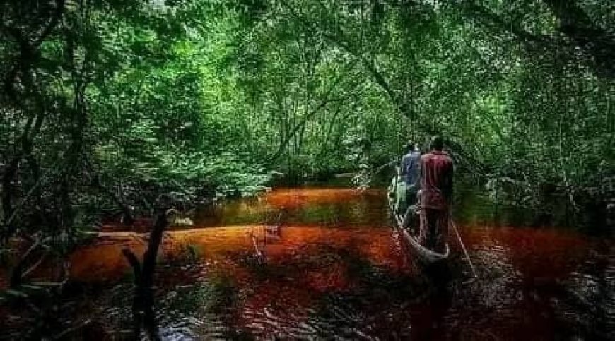 Protection de la biodiversité : l’APEM dresse un bilan positif de sa lutte contre la criminalité environnementale au Sud-Kivu